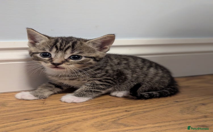Domestic Shorthair cats - Advert 17
