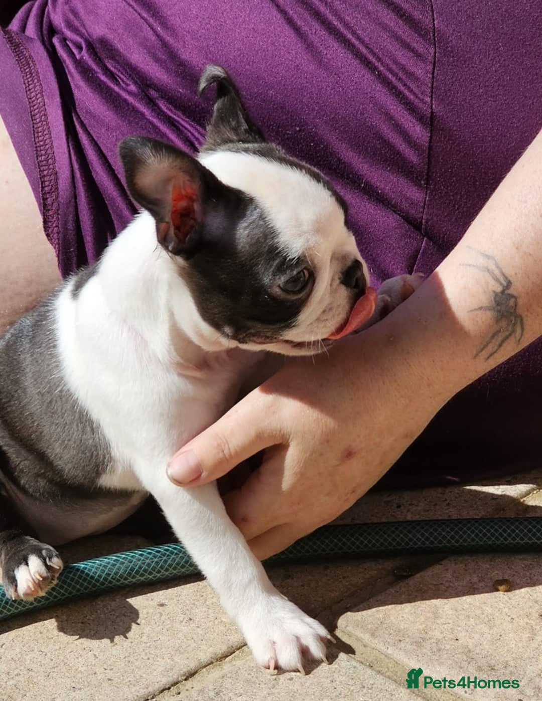 Boston Terrier dogs for sale: REDUCED!! Boston terriers DELIVERY!. - Image 8