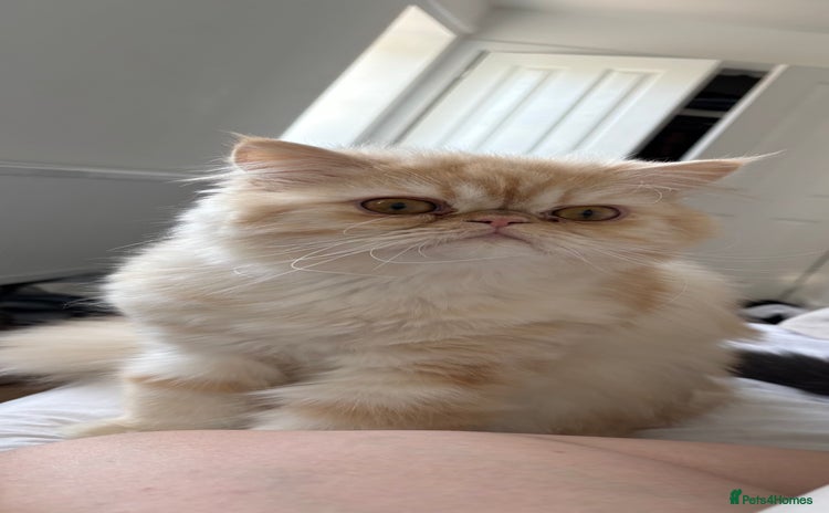 Persian cats - Advert 7