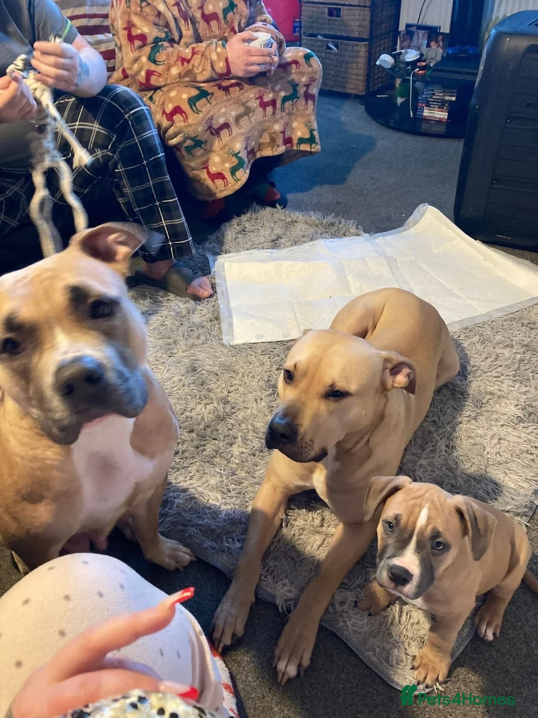 Mixed Breed dogs for sale: Cane corso cross staffy  - Advert 7