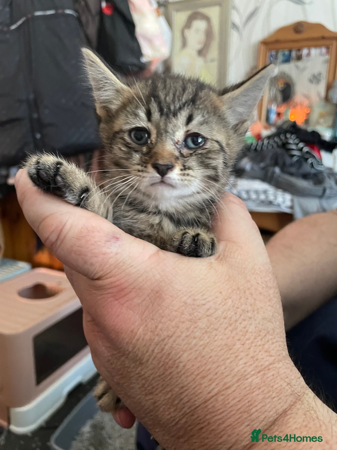 Domestic Shorthair cats for sale: 3 Kittys Available  - Image 4