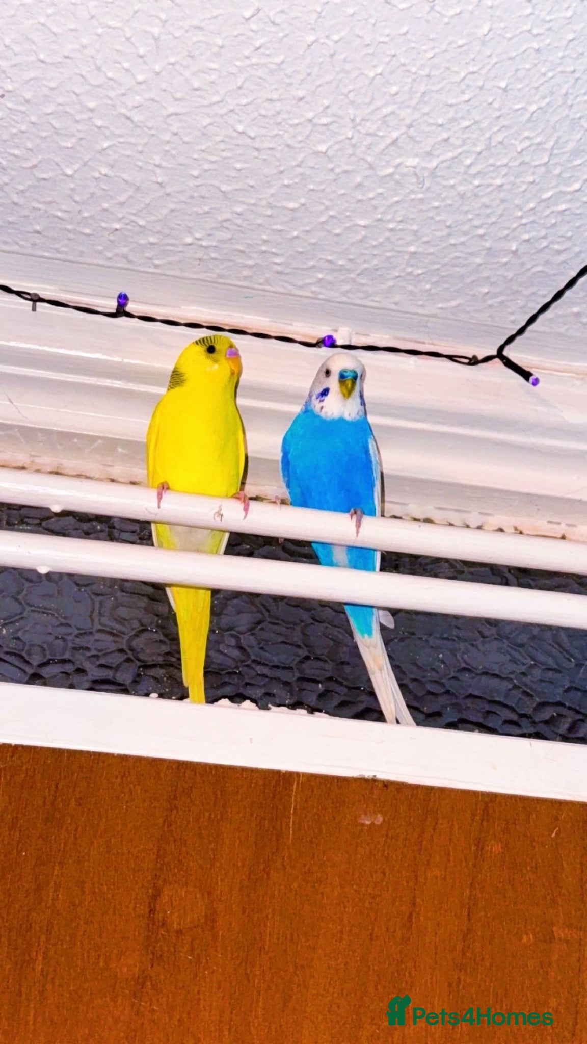 Budgerigars birds X2 budgies  - Advert 1