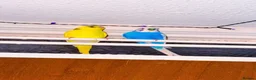 Budgerigars birds for sale: X2 budgies  in Derby - Advert 1