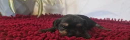 Yorkshire Terrier dogs for sale: Yorkshire Terrier Puppies 3 Girls & 1 Boy in Bolton - Advert 9