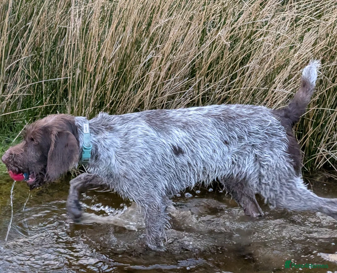 German Wirehaired Pointer dogs for sale: Gorgeous Girl  - Advert 2