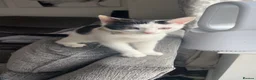 Mixed Breed cats for sale: Beautiful little girl  - Advert 2