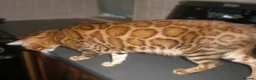 Bengal cats for sale: 5 Beautiful Bengal Kittens - Advert 13