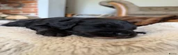 Cockapoo dogs for sale: Stunning,  Quality F1 Cockapoo’s Kc reg parents  - Advert 10