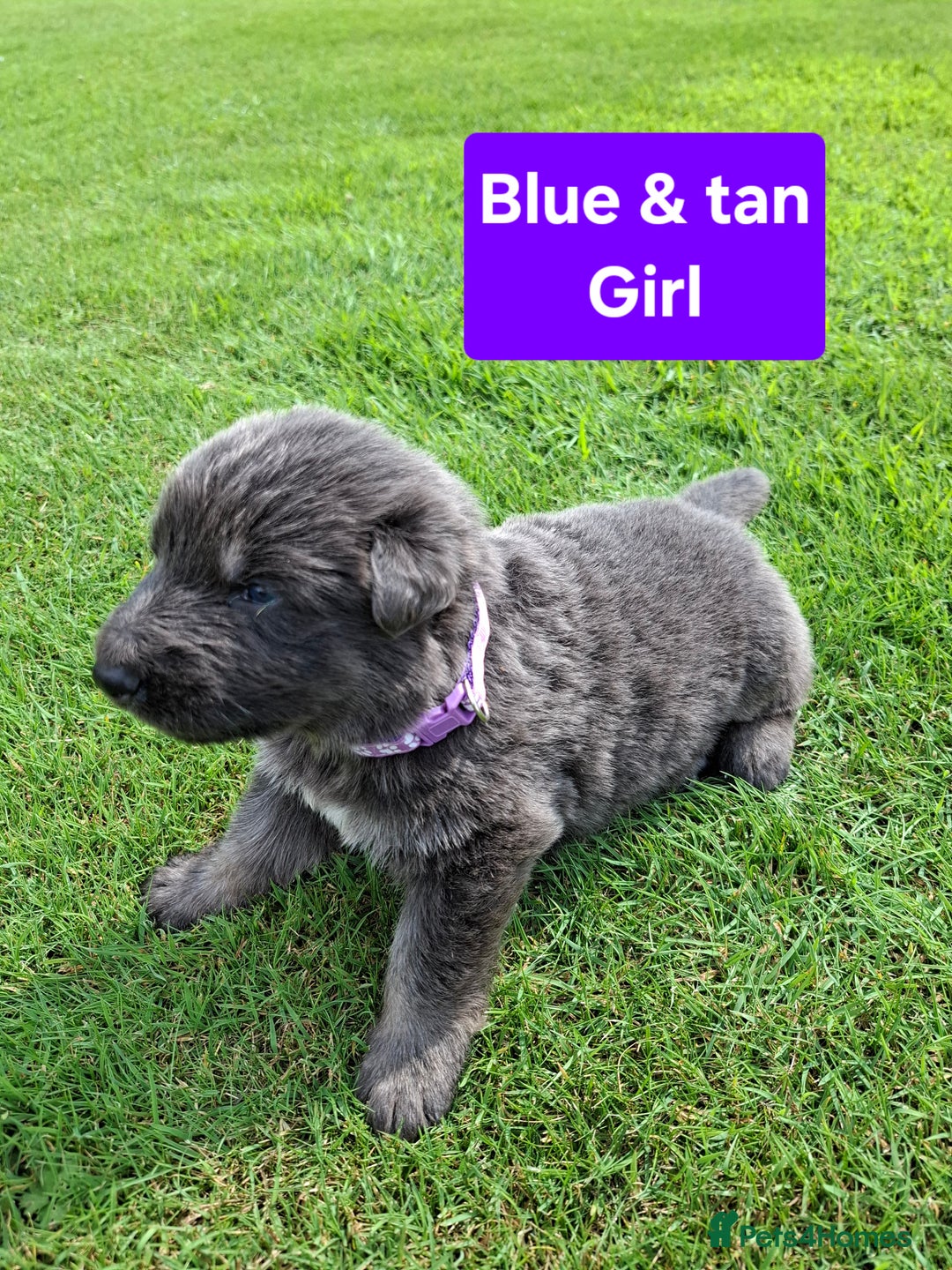 German Shepherd dogs for sale: K.C German Shepherd puppies - Image 4