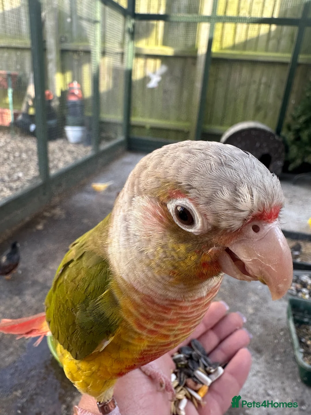 Conures birds for sale: Bonded pair of conures in Woodbridge - Advert 2