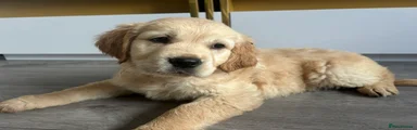 Golden Retriever 6