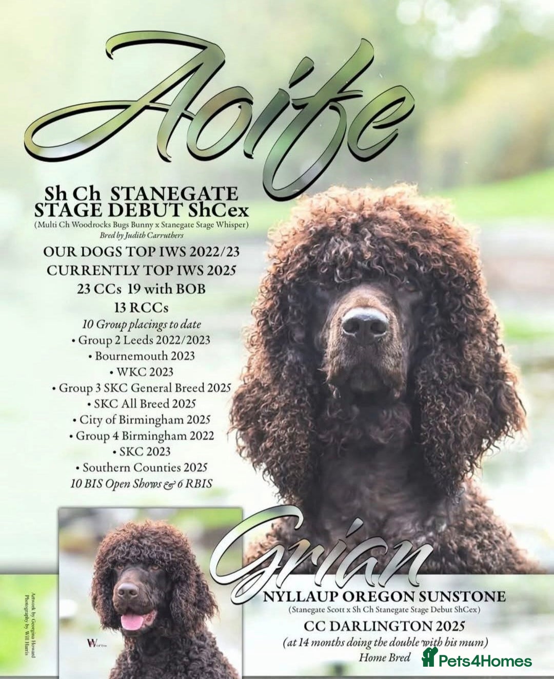 Irish Water Spaniel dogs for sale: Irish Water Spaniel Litter - Advert 5