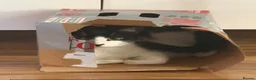 Domestic Shorthair cats for sale: Pair of Tuxedos (2 years old) - Advert 7