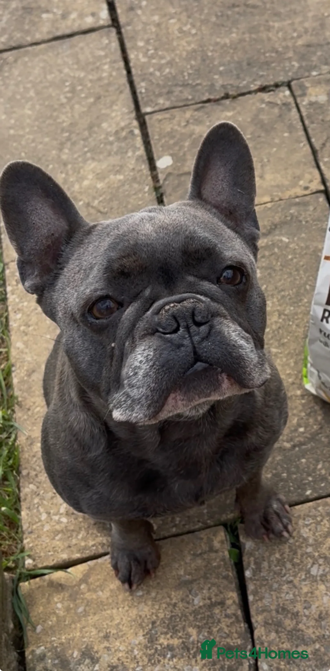 French Bulldog dogs for stud: French bull dog stud  in Brighton - Advert 3