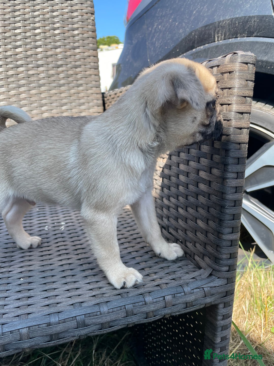 Pug dogs for sale: Pug Puppies  - Image 9