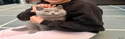 British Shorthair cats for sale: BRITISH SHORTHAIR BOY READY FOR FOREVER HOME - Advert 10