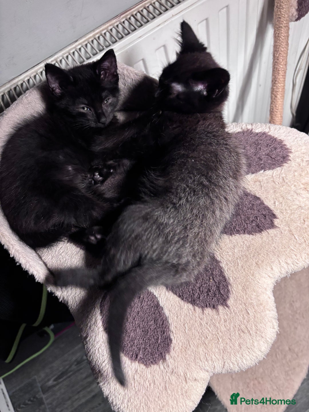 Mixed Breed cats for sale: READY NOW  - Advert 28