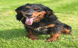 Cocker Spaniel dogs for stud: KC registered Champion bred working cocker  in Middlewich - Image 23