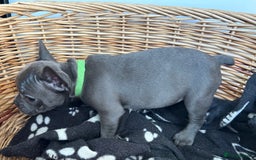 French Bulldog dogs for sale: Solid Blue French Bulldog  - Image 11