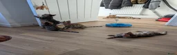 Bengal cats for sale: Pure Bengal kittens in Havant - Advert 4