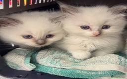 Ragdoll cats for sale: precious blue eye Ragdolls.  - Image 4