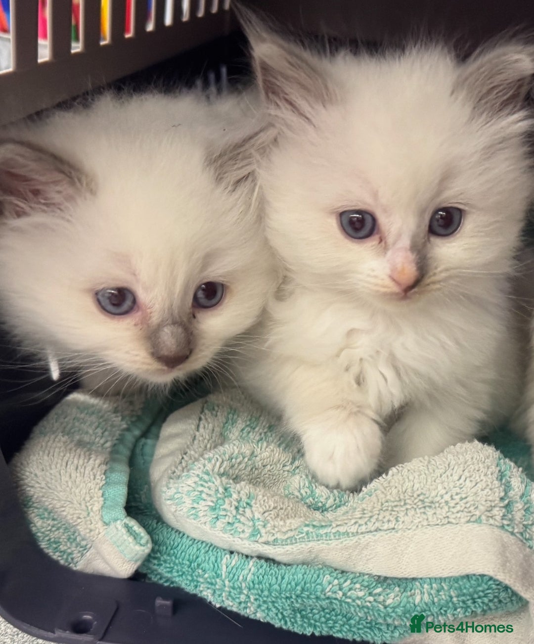 Ragdoll cats for sale: precious blue eye Ragdolls.  - Image 4