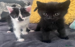 Mixed Breed cats for sale: Kittens for sale - Image 4