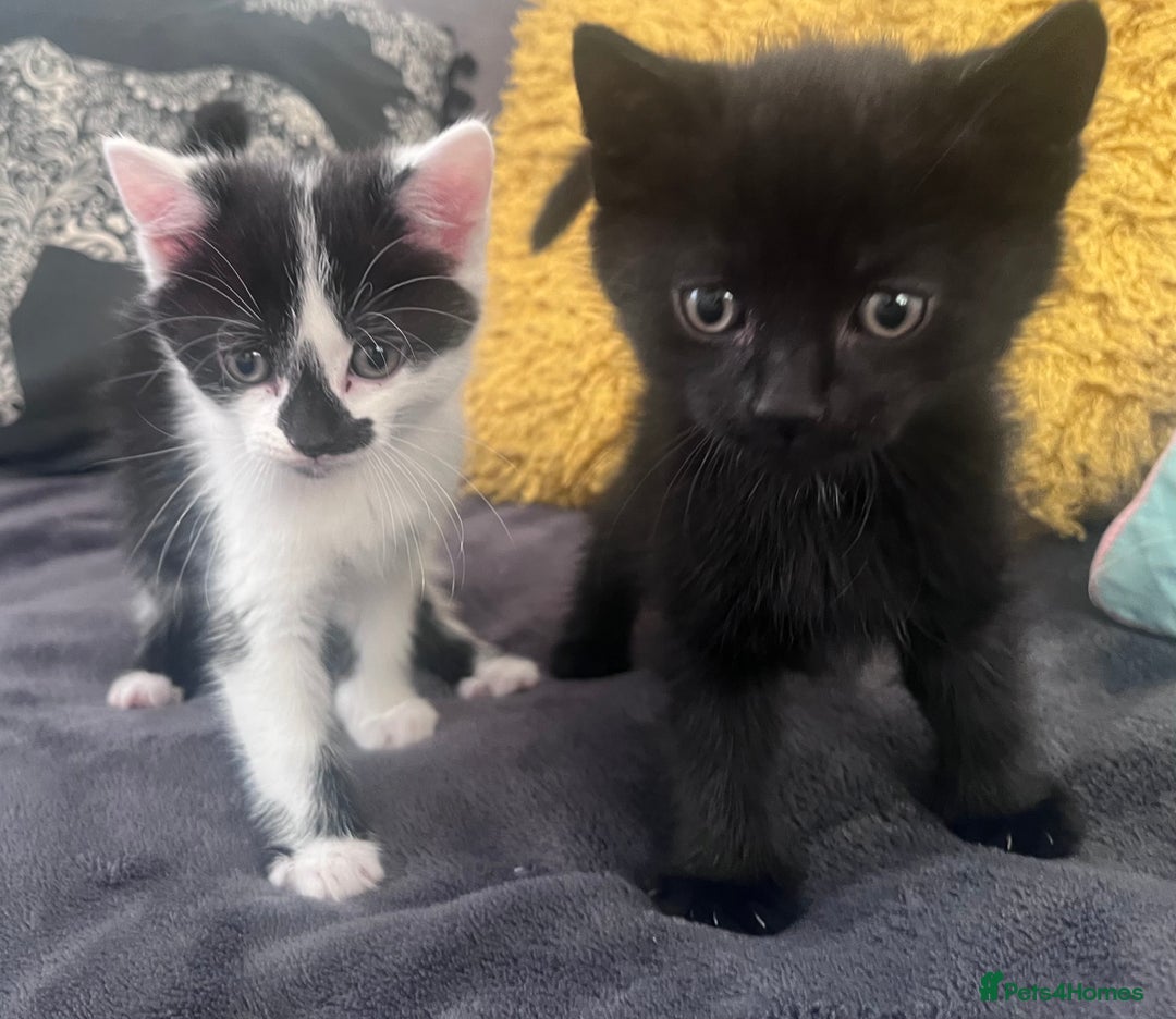 Mixed Breed cats for sale: Kittens for sale - Image 4