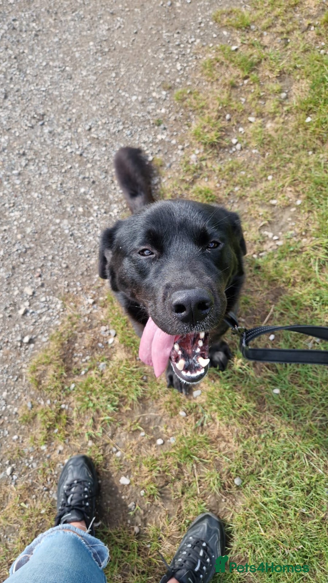 Mixed Breed dogs for sale: Golden retriever x akita - Image 7