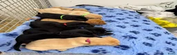 Labrador Retriever dogs for sale: ✨ 9 STUNNING KC REGISTERED LABRADOR PUPPIES! ✨ - Advert 10