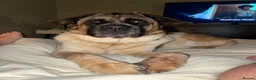 Mixed Breed dogs for stud: ✨Hank✨ for stud  in Birmingham - Advert 3