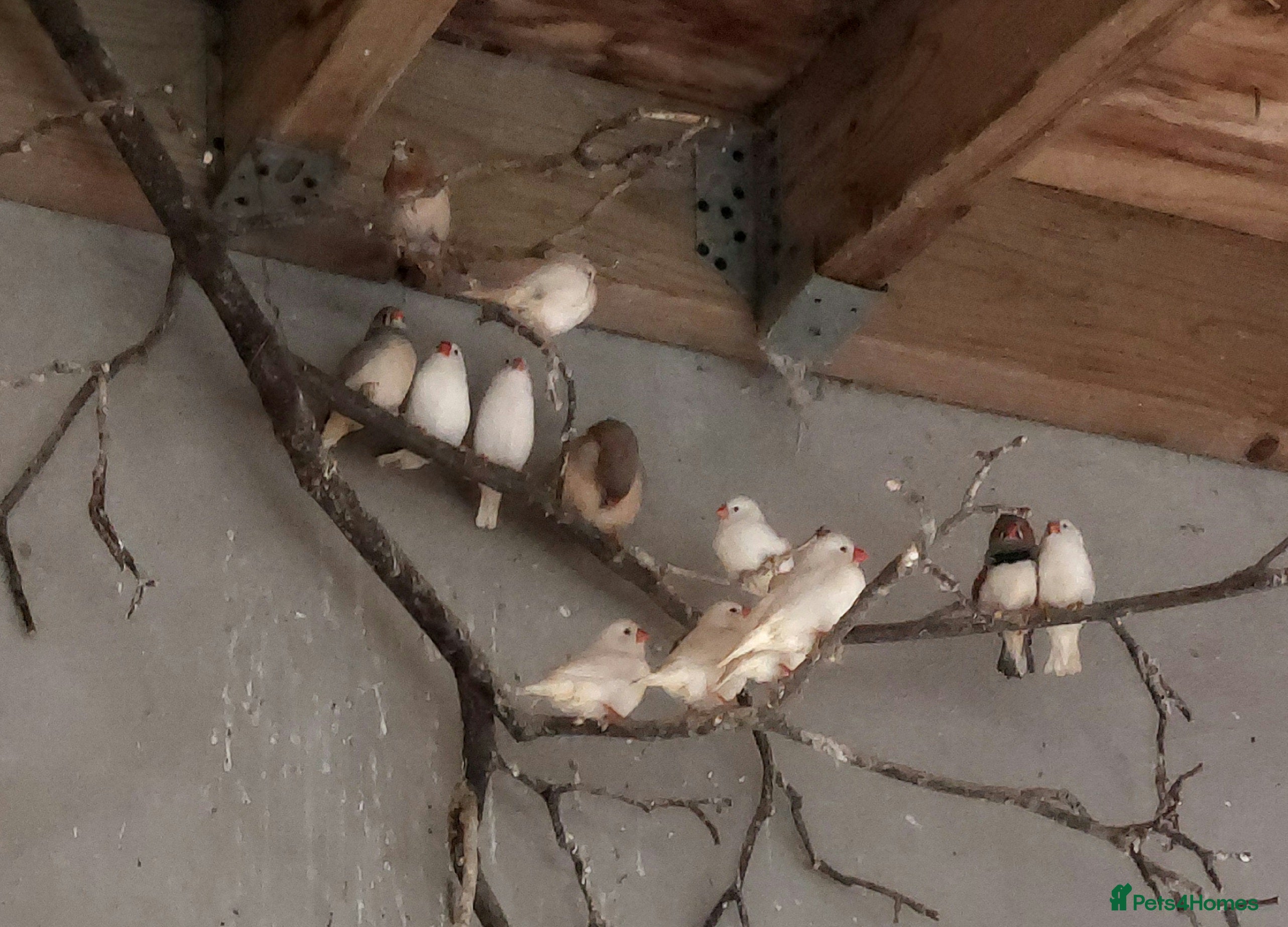 Finches birds Finches  - Advert 3