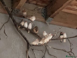 Finches birds Finches - Advert 3