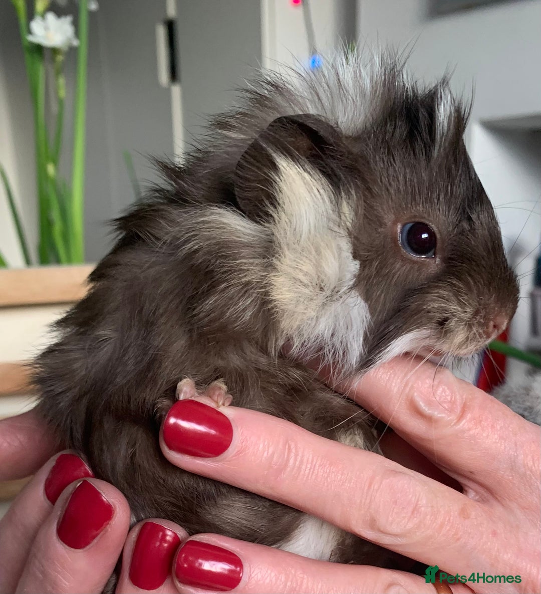 Guinea Pig rodents for sale:  VERY tame, healthy, GORGEOUS baby boy Guinea pigs - Advert 14