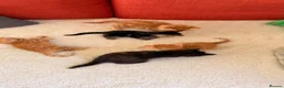 Mixed Breed cats for sale: Kittens  - Advert 9