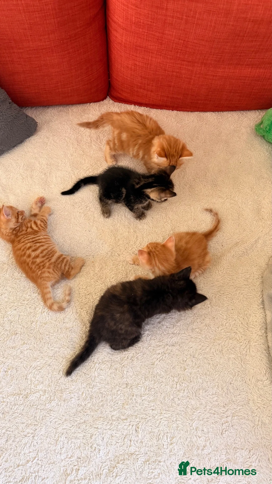 Mixed Breed cats for sale: Kittens  - Advert 9