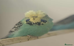 Budgerigars birds for sale: Selection of Budgies’s  - Advert 5
