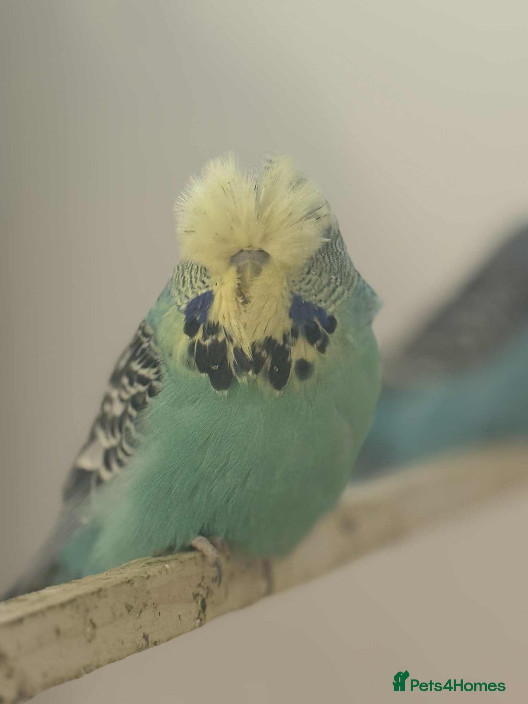 Budgerigars birds for sale: Selection of Budgies’s  - Advert 5