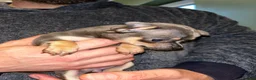 Chihuahua dogs for sale: Beautiful blue tri chihuahua puppies ready now - Advert 17