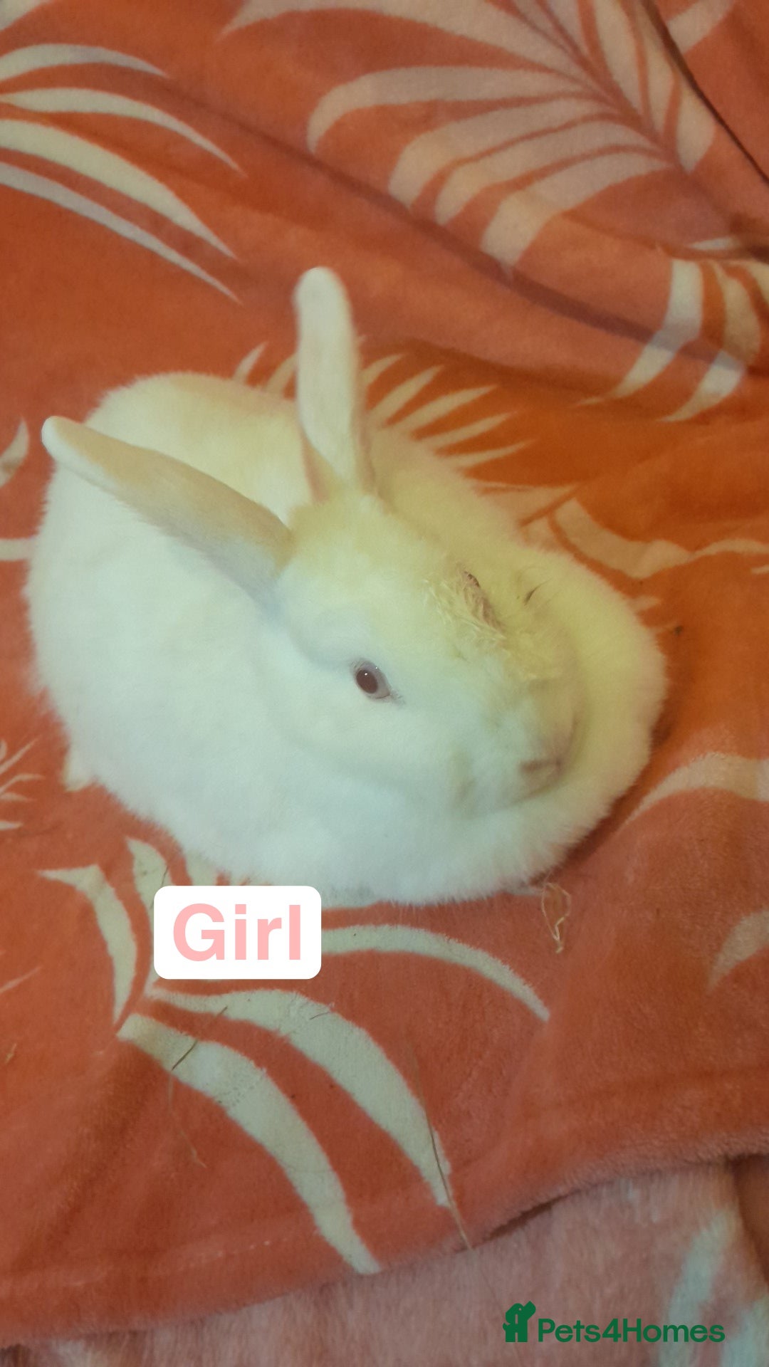 Mixed Breed rabbits for sale: Female rabbits - Advert 3