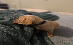 Mixed Breed dogs for sale: Lovely Cockapoo x miniature Labradoodle puppies!  - Advert 16