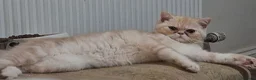 Exotic cats for sale: Gorgeous cream exotic shorthair  - Advert 5