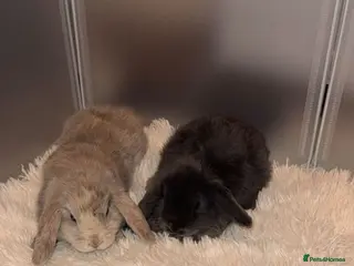 Mini Lop rabbits 🐰Mini Lop Rabbits for Sale – Bonded Pair 🐰 - Advert 1