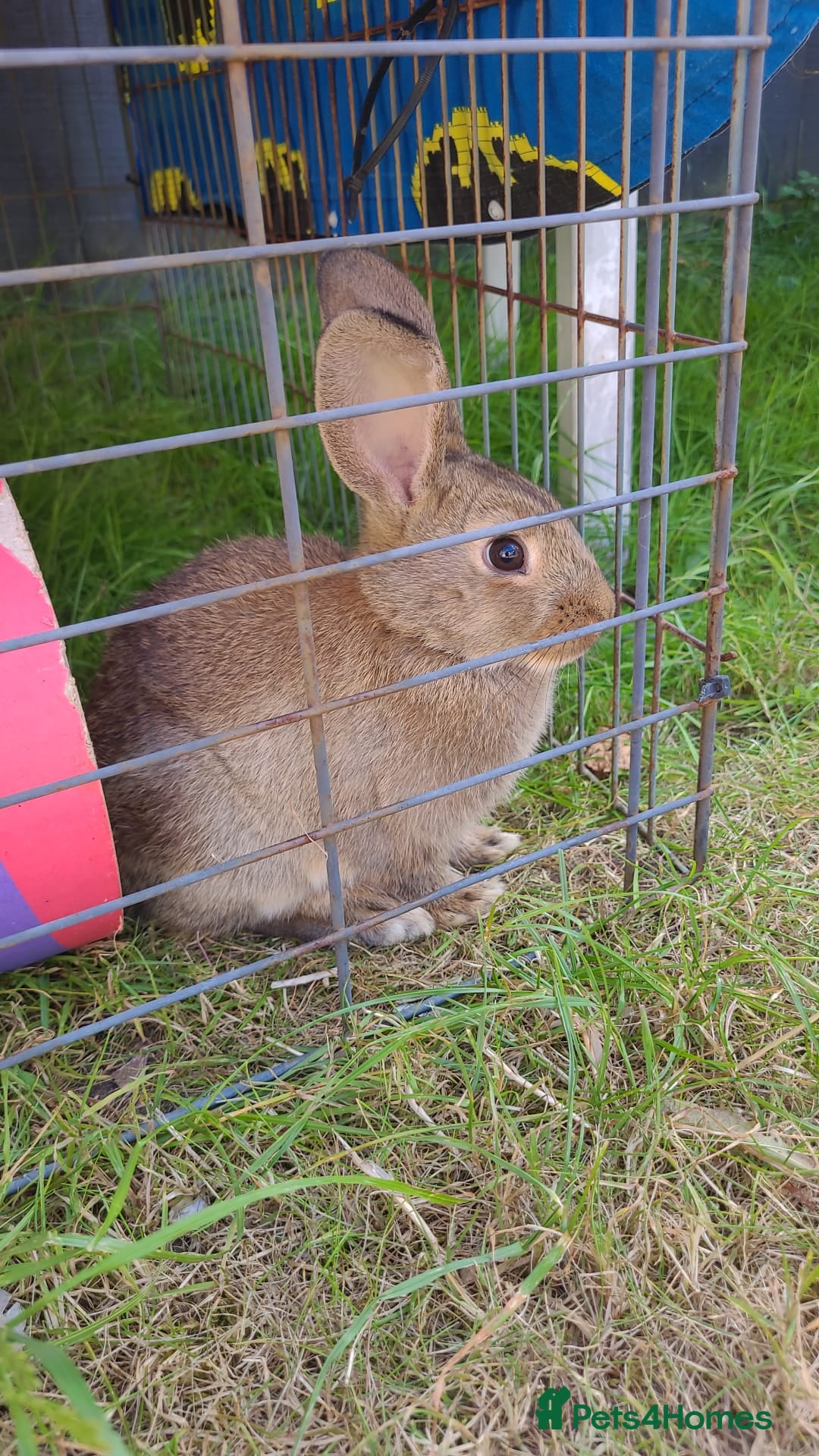 Dutch rabbits for sale: Two baby rabbits  - Image 1