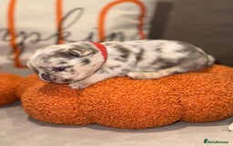 French Bulldog dogs for sale: 3 weeks old Fluffy french bulldog puppies - Image 1