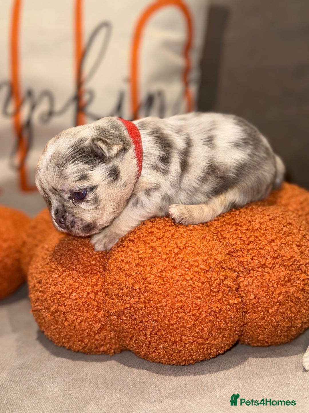 French Bulldog dogs for sale: 3 weeks old Fluffy french bulldog puppies - Image 1