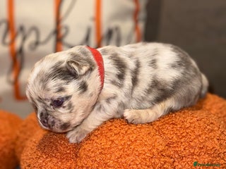 French Bulldog dogs - Advert 2