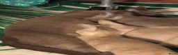 Burmese cats for sale: Gorgeous Playful Loving Burmese Kittens  - Advert 19