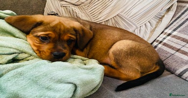 Mixed Breed dogs - Advert 5