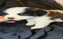 Saint Bernard dogs for sale: Saint Bernard puppies  - Image 23